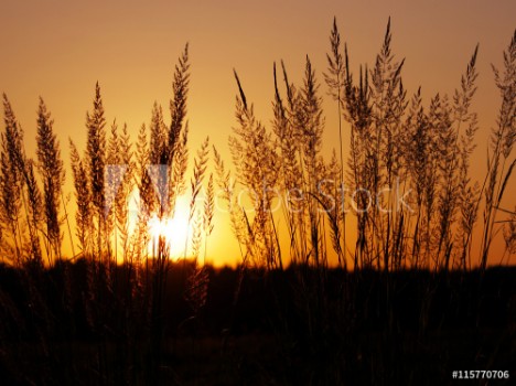 Image de Tuft grass Calamagrostis epigeios on a sunset